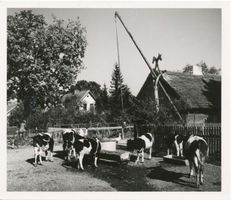  Kreis Lyck, Kühe an der Tränke am Ziehbrunnen 