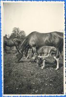 Lonschken, Kreis Gerdauen Groß Lonschken, Pferde auf der Weide 