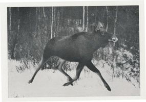  Kurische Nehrung, vorbei trollender Hirsch Elche