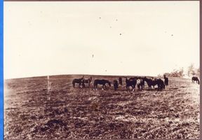  Ebenrode (Kreis), Stuten auf der Weide am Leeger Weg Эбенроде (район), кобылы на пастбище у дороги Легер