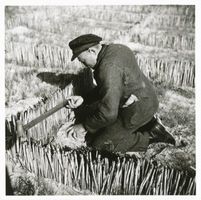  Kurische Nehrung, Dünenbefestigung II Kurische Nehrung, Dünen