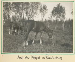 Rautenburg, Kreis Elchniederung Rautenburg, Auf der Koppel Раутенбург, на выгоне