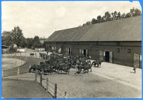 Groß Trakehnen, Kreis Ebenrode Groß Trakehnen, Stuten und Fohlen auf dem Hof 