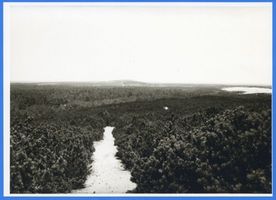  Kurische Nehrung, Bepflanzte Düne Куршская коса, засаженная дюна