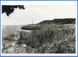  Kurische Nehrung, Schilfufer bei Schwarzort 