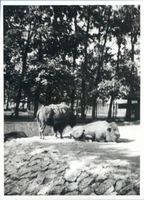 Königsberg (Pr.), Stadtkreis Königsberg Königsberg (Pr.), Tiergarten, Bisongehege Кёнигсберг (Пр.), зоопарк, вольер с бизонами