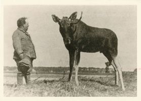 Gilge, Kreis Labiau Gilge, Zahmer Elch II 