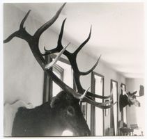 Pait, Kreis Elchniederung Pait, Jagdschloß,  Wandtrophäen im Haus Elchniederung, Forstwirtschaft