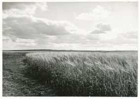  Samland, Gerstenfeld Самбия, ячменное поле