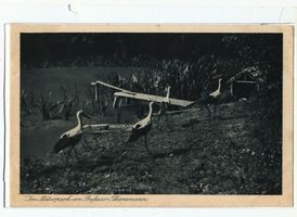 Rossitten Kr. Samland, Kreis Samland Rossitten Kr. Samland, Vogelwarte, Im Naturpark von Prof. Thienemann 