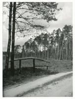  Masuren, Waldmotiv 