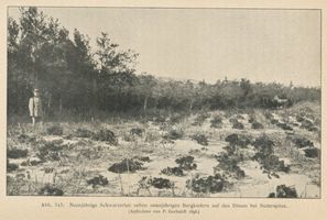 Süderspitze, Kreis Memel Süderspitze, Neunjährige Schwarzerlen und neunjährige Bergkiefern auf den Dünen bei Süderspitze Зюдершпицце, девятилетние чёрные ольхи и девятилетние горные сосны на дюнах у Зюдершпицце