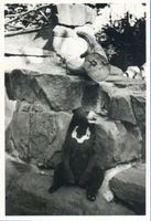 Königsberg (Pr.), Stadtkreis Königsberg Königsberg (Pr.), Tiergarten, Malayenbär Кёнигсберг (Пр.), зоопарк, малайский медведь