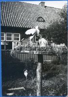 Rossitten Kr. Samland, Kreis Samland Rossitten Kr. Samland, Vogelwarte, Störche Rossitten Kr. Samland, Vogelwarte