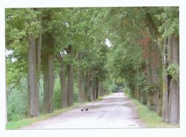 Tollmingen, Kreis Goldap Tollmingen, Lindenallee nach Reiterhof 