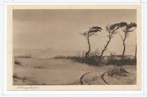  Kurische Nehrung,  Nehrungskiefern 
