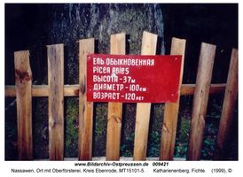 Nassawen, Ort mit Oberförsterei, Kreis Ebenrode  