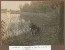  Spirdingsee, Kuh am See Masurische Seen
