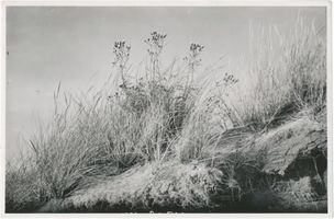  Kurische Nehrung, Dünengräser Куршская коса, дюнные травы