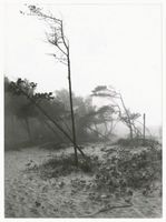  Kurische Nehrung, Vom Weststurm zerzauste und vom Sand bedrohte Kiefern Куршская коса, сосны, потрёпанные западной бурей и угрожаемые песком