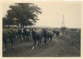  Rominter Heide, Pferdeherde 