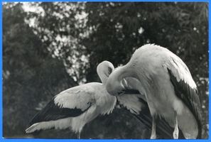 Rossitten Kr. Samland, Kreis Samland Rossitten Kr. Samland, Vogelwarte, Junge Störche 
