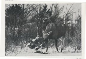  Kurische Nehrung, Hirsch äst von einer halb mit Schnee gepolsterten kleinen Kiefer 