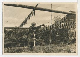  Kurische Nehrung, Trocknen von Flundern I Kurische Nehrung, Fischerei