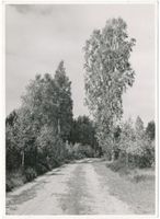  Johannisburg (Kreis), Heideweg am Niedersee II 
