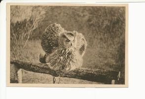 Rossitten Kr. Samland, Kreis Samland Rossitten Kr. Samland, Vogelwarte, Stationsuhu Hanne in Schreckstellung 