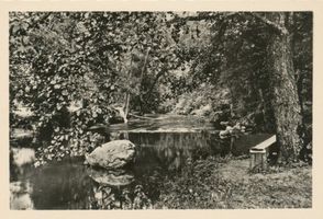  Rominter Heide, Partie an der Rominte VIII 