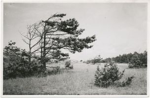 Sarkau, Kreis Samland Sarkau, Kiefern auf der Seedüne Заркау, сосны на морской дюне