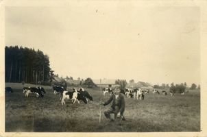 Belowsruh, Kreis Ebenrode Taukenischken, Kuhherde am Vorwerk 
