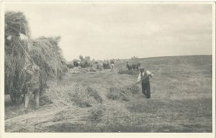 Makohlen, Kreis Heilsberg Makohlen, Roggenernte Маколен, уборка ржи