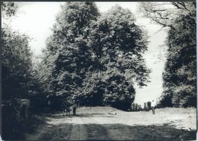 Neudeck, Kreis Rosenberg Neudeck, Verwilderter Schloßpark Нойдек, запущенный замковый парк