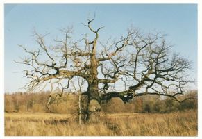 Groß Steinort Kr. Angerburg, Kreis Angerburg Groß Steinort, Alte Eiche in der Nähe des Schlosses 
