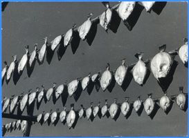 Rossitten Kr. Samland, Kreis Samland Rossitten Kr. Samland, Flundern auf dem Trockengestell 