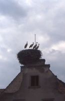  Ostpreußen, Hausgiebel mit Storchennest, wo?? Восточная Пруссия, фронтон дома с гнездом аиста, где??