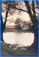 Groß Rautenberg, Kreis Braunsberg Groß Rautenberg, Dorfidylle Гросс-Раутенберг, деревенская идиллия