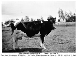 Plein, Kreis Elchniederung 