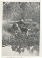  Memelgebiet, Elchkuh mit Kalb, I Elche