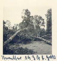 Lyck, Stadt, Kreis Lyck Lyck, Umgestürzte Bäume nach Unwetter 