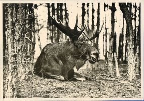  Labiau (Kreis), Liegender Elch Лабиау (район), лежащий лось