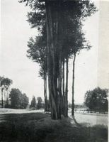 Allenstein, Stadtkreis Allenstein Allenstein, Erlen am Wadangfluss in Allenstein Алленштайн, ольхи на реке Ваданг в Алленштайне