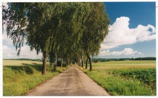 Kronau Kr. Lötzen, Kreis Lötzen Kronau Kr. Lötzen, Birkenallee vor Kronau 