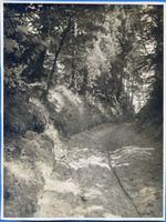 Sickenhöfen, Kreis Samland Sickenhöfen, Waldweg 