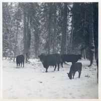  Rominter Heide, Auerochsen 