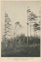  Kurische Nehrung, Fichtenbestand zwischen Cranz und Sarkau 