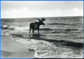  Kurische Nehrung, Elch in der Ostsee II Куршская коса, лось в Балтийском море, II