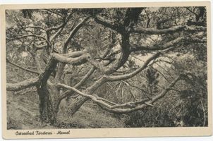 Seebad-Försterei, Kreis Memel Seebad-Försterei, Strandkiefer 